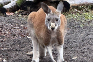 Wspaniały rok dla stołecznego zoo. W warszawskim ogrodzie urodziło się aż pięć kangurków