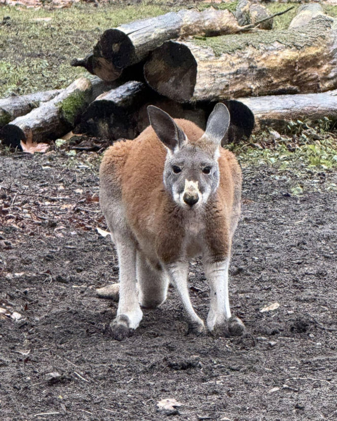 Wspaniały rok dla stołecznego zoo. W warszawskim ogrodzie urodziło się aż pięć kangurków