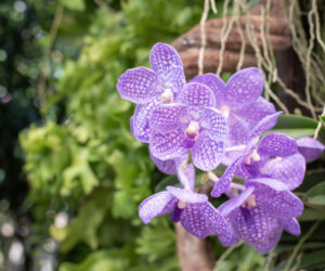 Storczyk Vanda