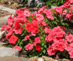 Petunia ogrodowa