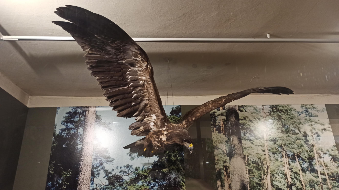 Muzeum Przyrody w Olsztynie. Poznajcie faunę oraz florę Warmii i Mazur