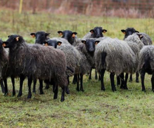 Owce pomogą zredukować stres. Rusza pierwsze w Polsce stado terapeutyczne!