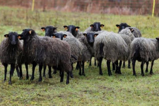 Owce pomogą zredukować stres. Rusza pierwsze w Polsce stado terapeutyczne!