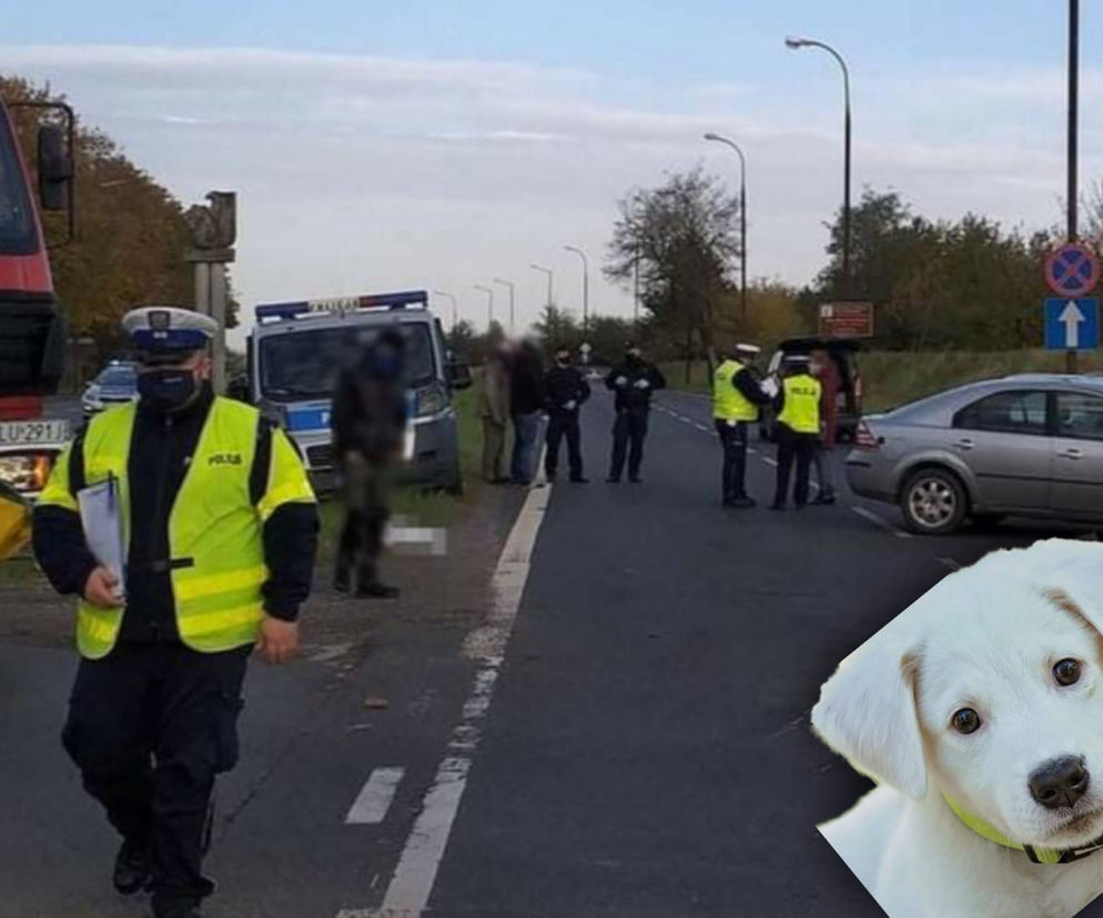 Wypadek pijanego komendanta z trzeźwym naczelnikiem! W tle umierający pies