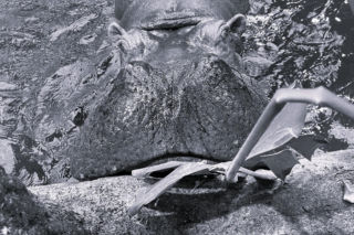 Nie żyje Pelagia, najstarszy hipopotam w Polsce. „Królowa oddała swoją koronę”