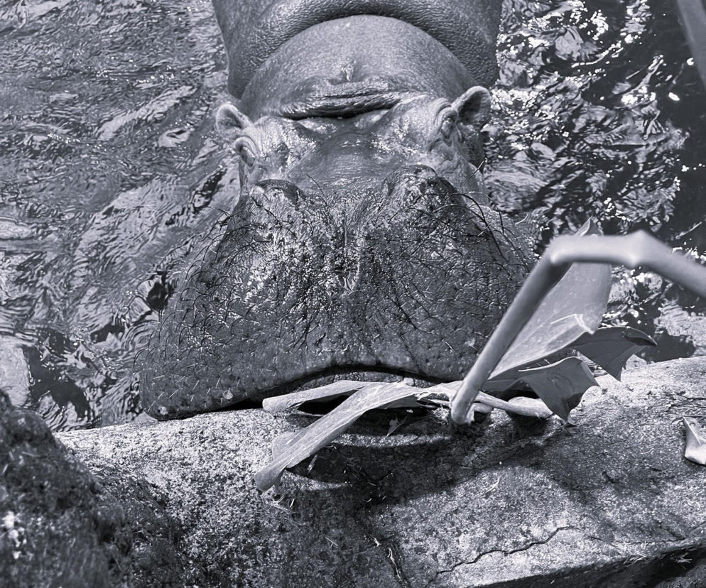 Hipopotamica Pelagia