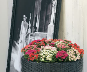 Kalanchoe Blossfelda
