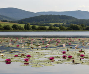 Łopuszno zyskuje miejski blask. Co kryje dawna wieś w sercu Świętokrzyskiego?