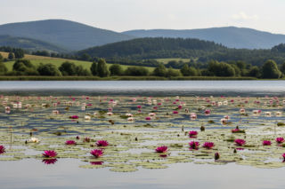 Łopuszno zyskuje miejski blask. Co kryje dawna wieś w sercu Świętokrzyskiego?