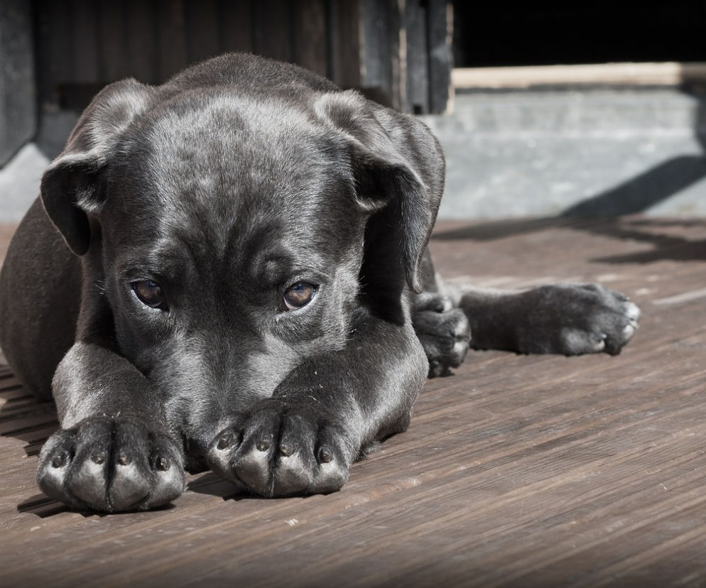 Zaniedbany, wycieńczony, pozostawiony na śmierć... Przerażająca interwencja OTOZ Animals Inspektorat Gliwice [ZDJĘCIA,WIDEO]