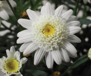 Argyranthemum