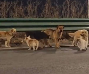 Siedem psów uciekło z ubojni w Chinach! Ta historia wyciska łzy z oczu