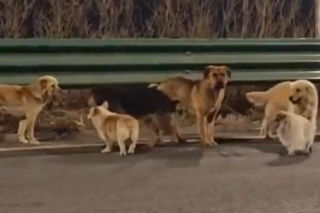 Siedem psów uciekło z ubojni w Chinach! Ta historia wyciska łzy z oczu