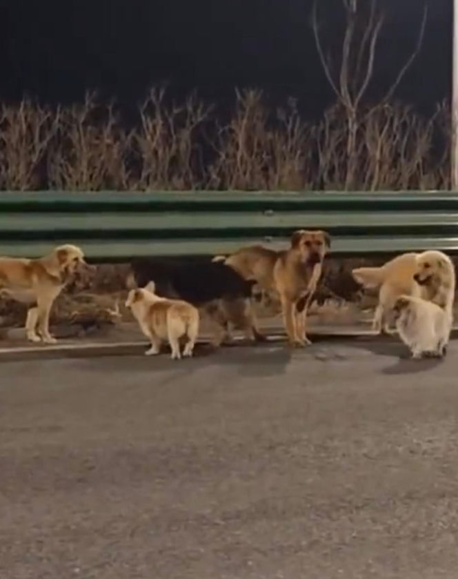 Siedem psów uciekło z ubojni w Chinach! Ta historia wyciska łzy z oczu