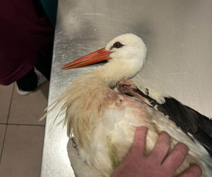 Uratowany ptak został postrzelony