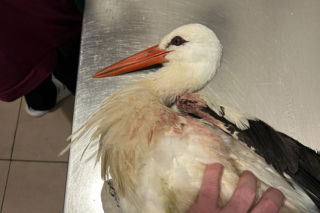 Uratowany ptak został postrzelony