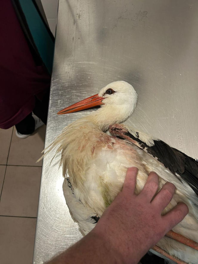 Uratowany ptak został postrzelony