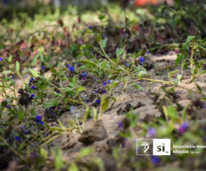 Nowe nasadzenia na Pl. Orła Białego