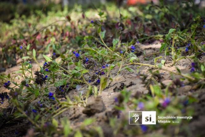 Nowe nasadzenia na Pl. Orła Białego