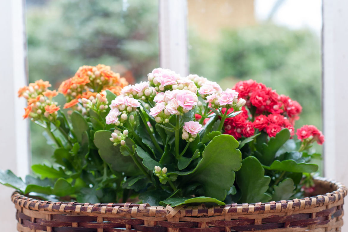 7. Kalanchoe Blossfelda