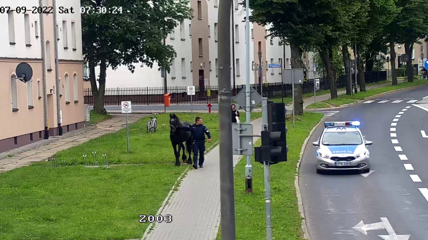 Konik na gigancie. Niecodzienna akcja w centrum Szczecinka