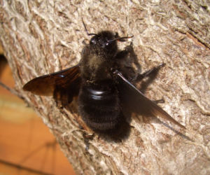 Zadrzechnia fioletowa