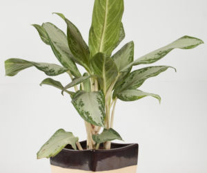 Aglonema