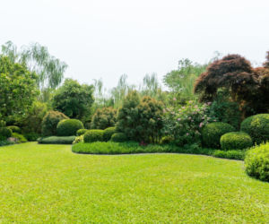 Wysiew trawy w ogrodzie: wiosna 2026. Ile kosztują nasiona i murawa w rolkach?