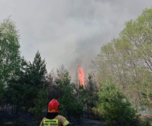Ogromny pożar pod Grójcem! Spłonęło 80 hektarów lasu