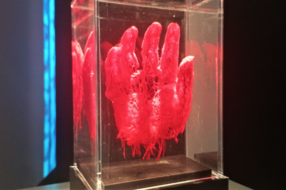 Wystawa Body Worlds w Szczecinie