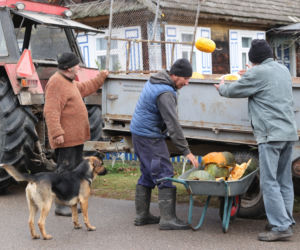 Rolnicy. Podlasie. Gienek, Andrzej i Sławek w Deniskach. Odbierają dynie