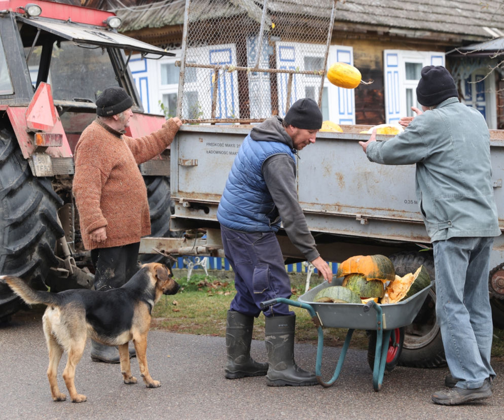 Rolnicy. Podlasie. Gienek, Andrzej i Sławek w Deniskach. Odbierają dynie