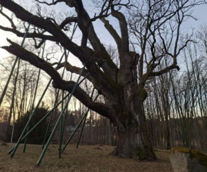 Zobacz jak zmienia się otoczenie Dębu Bartek w Zagnańsku