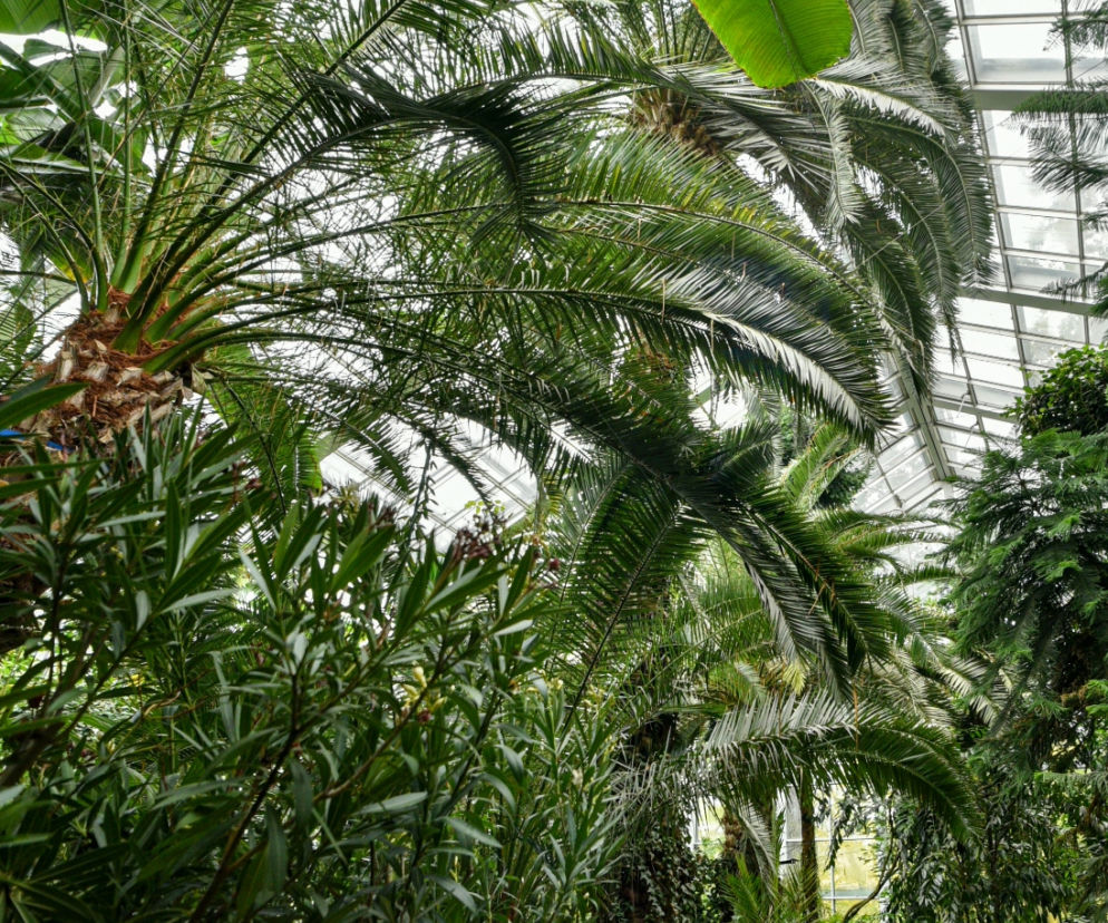 Palmiarnia