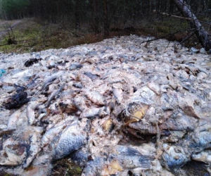 Kręgosłupy i wnętrzności... OBRZYDLIWE odkrycie podczas spaceru w lesie! [ZDJĘCIA]