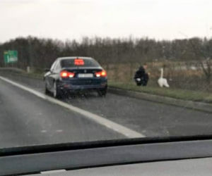 Zabrze: Łabędź błąkał się po Drogowej Trasie Średnicowej. Policjanci eksortowali go do stawu