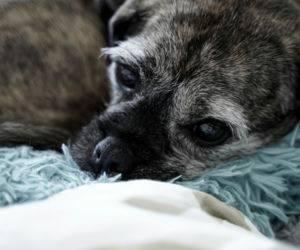 Ojciec i syn zatrzymani. Mieszkańcy powiatu inowrocławskiego odpowiedzą za znęcanie się nad zwierzętami