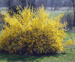 Forsycja pośrednia