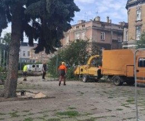 Protest mieszkańców nie pomógł. Świerki i modrzewie na Placu Drzewnym w Tarnowie zostały wycięte