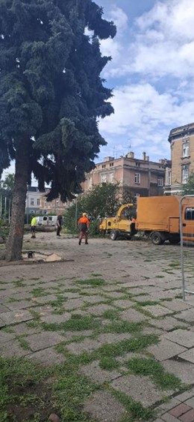 Protest mieszkańców nie pomógł. Świerki i modrzewie na Placu Drzewnym w Tarnowie zostały wycięte
