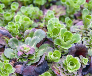 Skalnica cienista