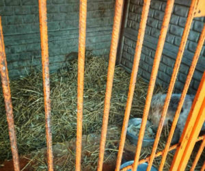 „Ma Pan ludzi za idiotów?” – Burza w sieci po kontroli w schronisku Baros i wpisie Prezydenta Boguckiego