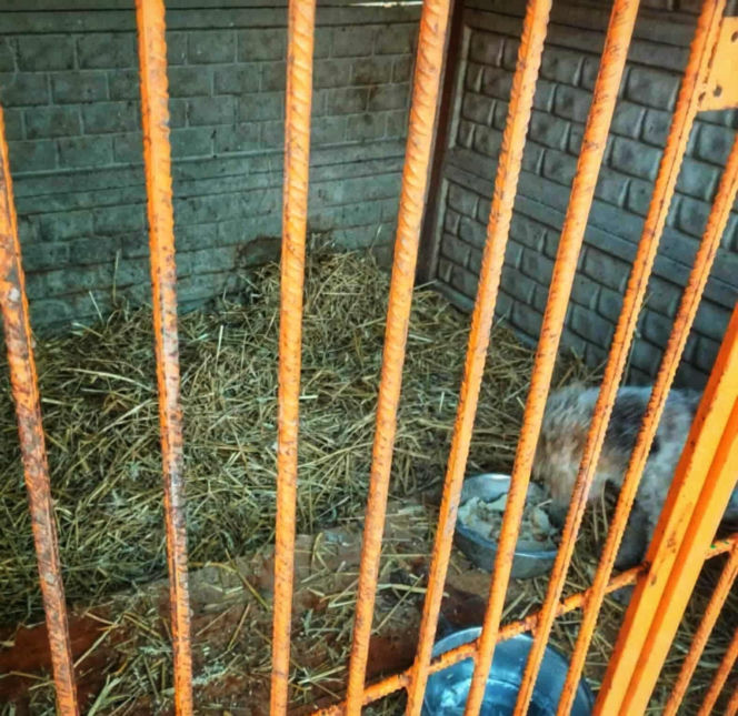 „Ma Pan ludzi za idiotów?” – Burza w sieci po kontroli w schronisku Baros i wpisie Prezydenta Boguckiego