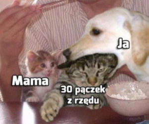 Memy na tłusty czwartek 2024 [GALERIA]