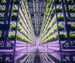 Plony przez cały rok bez suszy i przymrozków stają się realne. Barierą są pieniądze