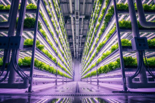 Plony przez cały rok bez suszy i przymrozków stają się realne. Barierą są pieniądze