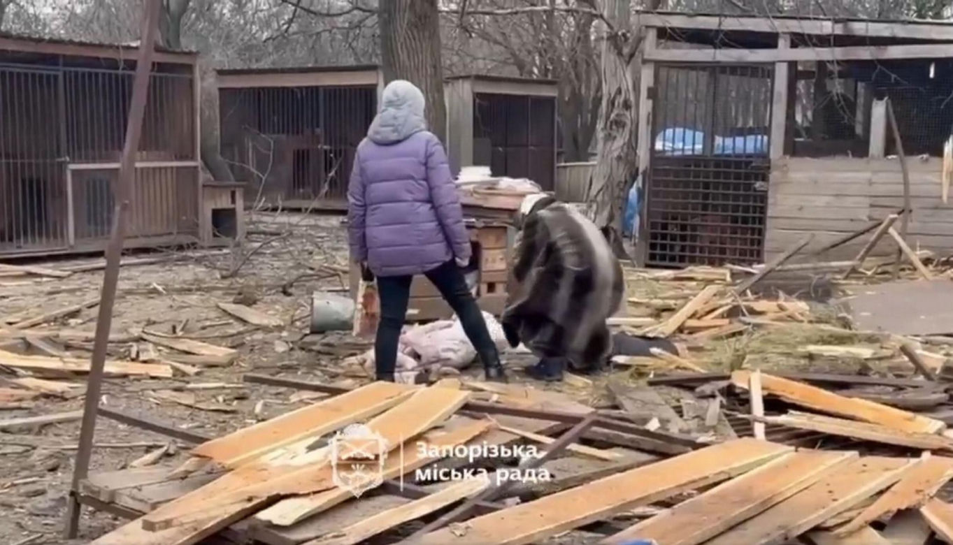 Atak na schronisko dla zwierząt Zaporoże