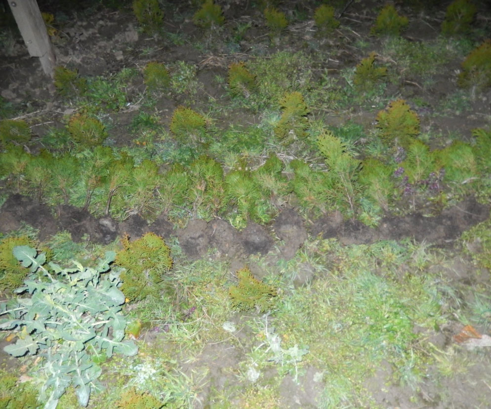 Biskupice Radłowskie. Zuchwała kradzież tui z plantacji drzewek. W ruch poszła łopata