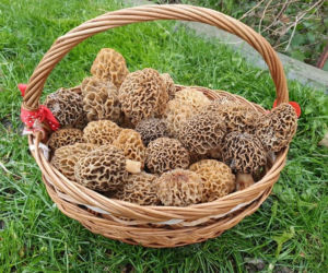 Smardze – leśna arystokracja