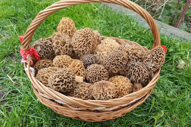 Smardze – leśna arystokracja